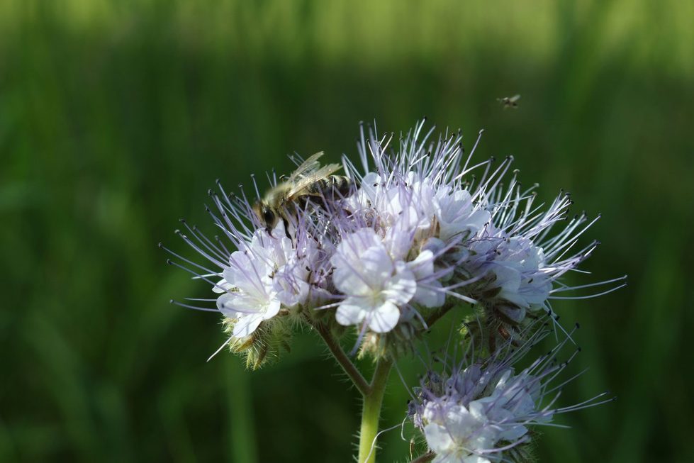 A bee foraging for nectar on a Phacelia flower